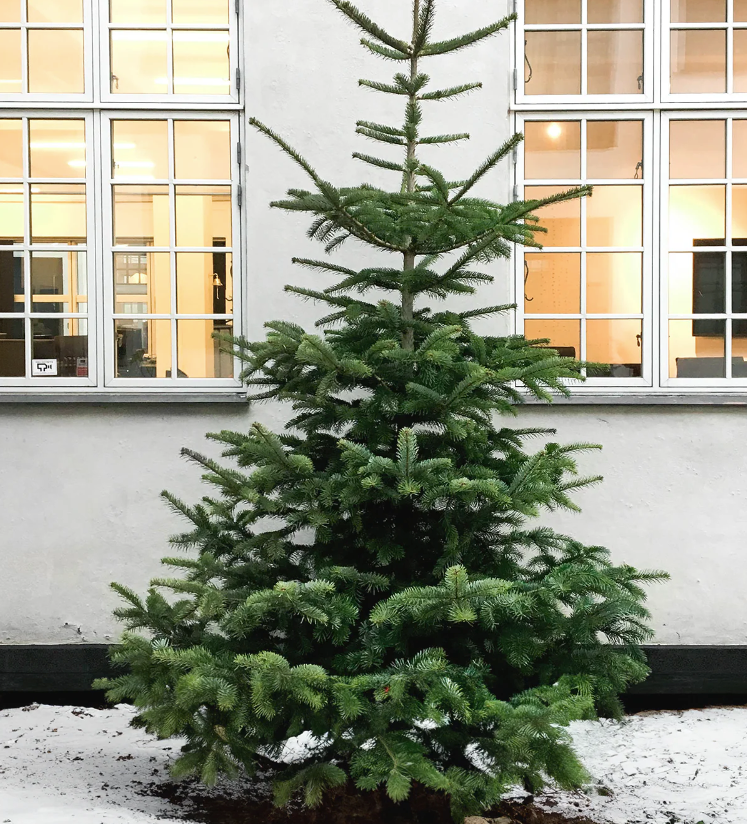 Christmas trees